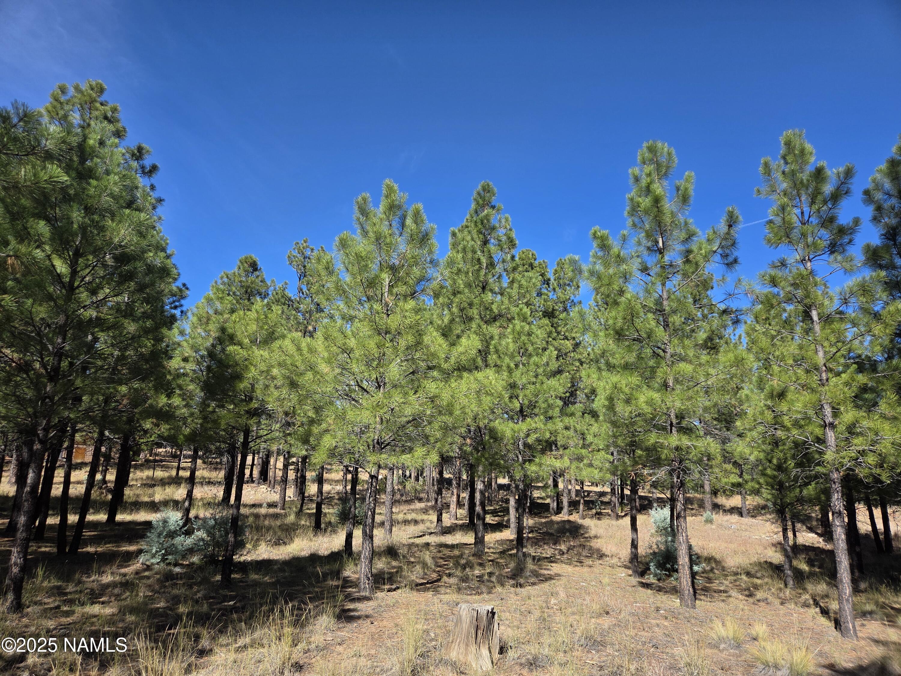2522 Pinon Circle Happy Jack, AZ 86024 - Photo 10 of 14 a view of a yard with trees
