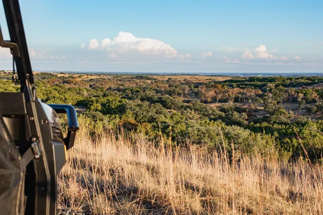 a view of a large trees