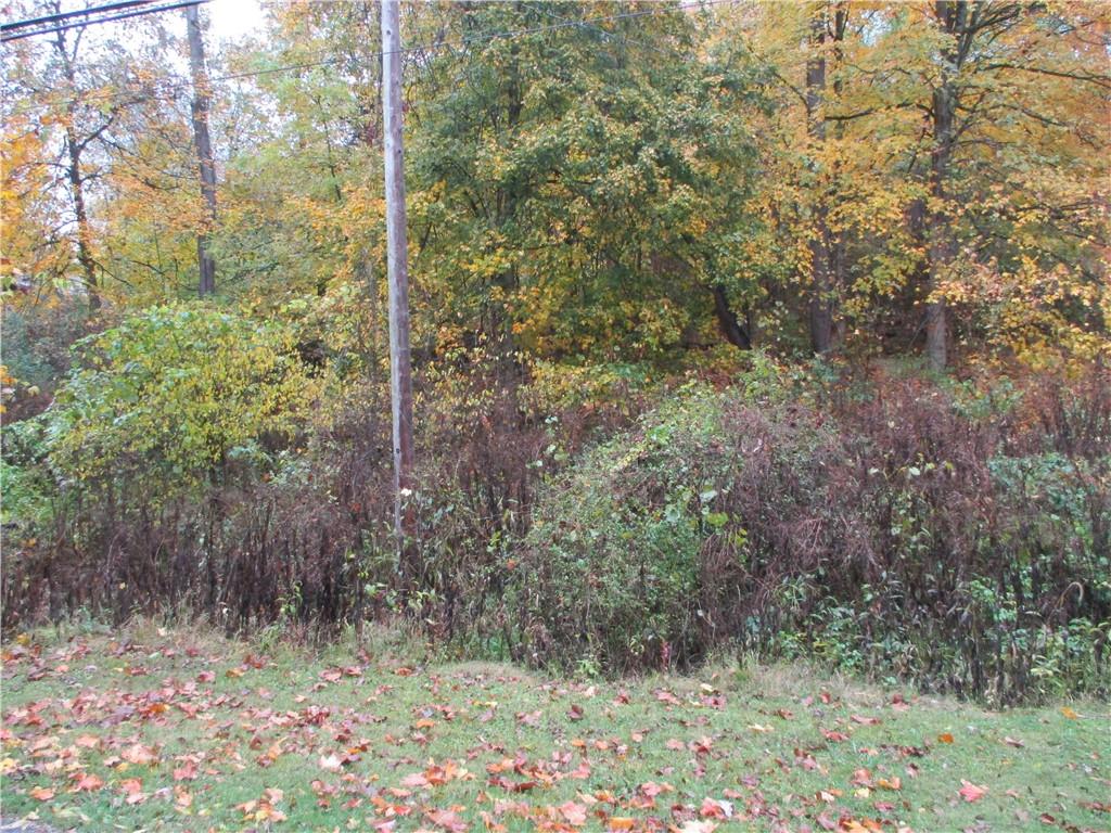a view of a forest with a tree