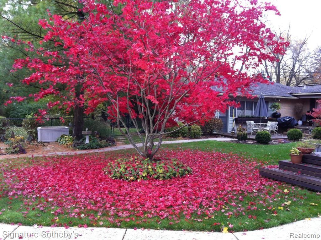 5221 Longmeadow Road Bloomfield Hills, MI 48304 - Photo 35 of 42 Vibrant Fall