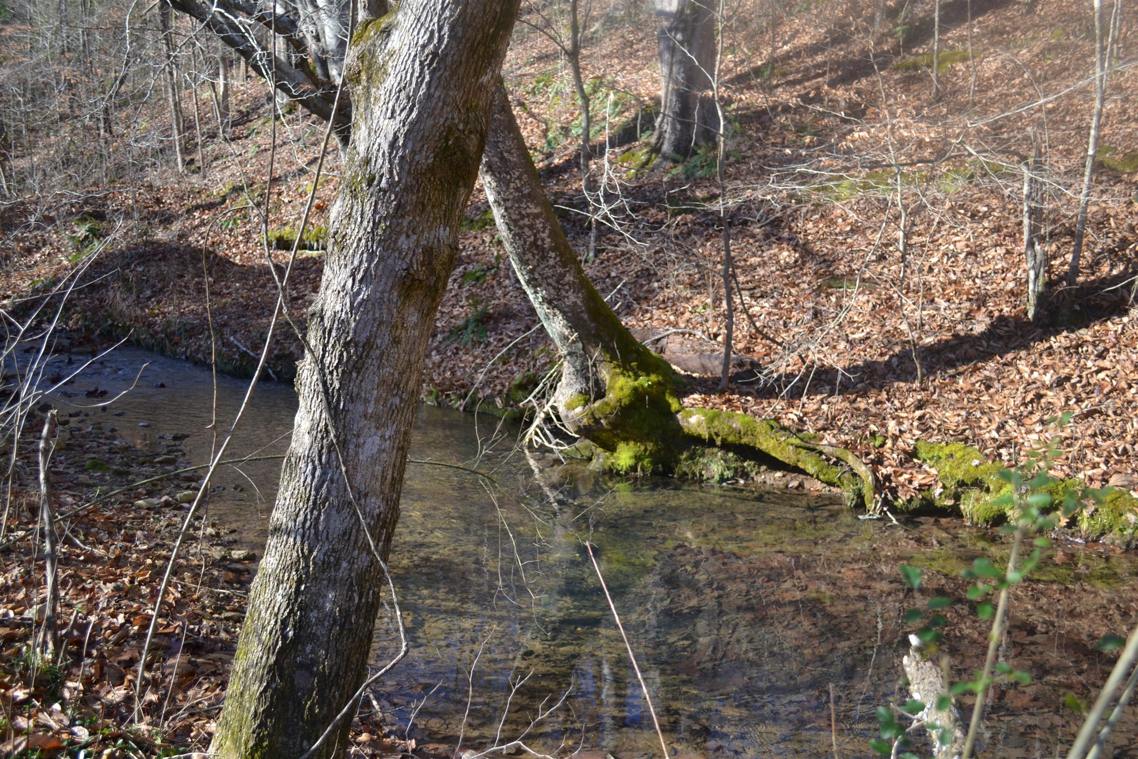 0 Pennywinkle Branch Road Waverly, TN 37185 - Photo 5 of 9 a backyard of a building