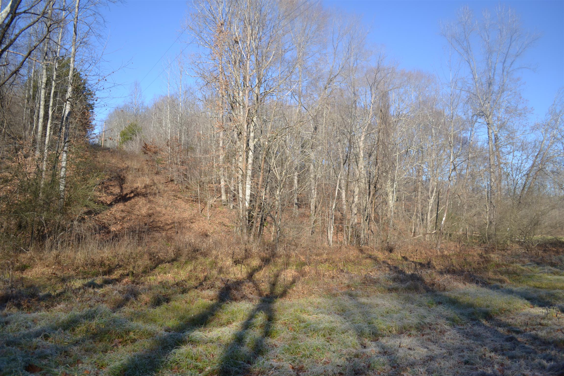 0 Pennywinkle Branch Road Waverly, TN 37185 - Photo 8 of 9 a view of a forest with trees in the background