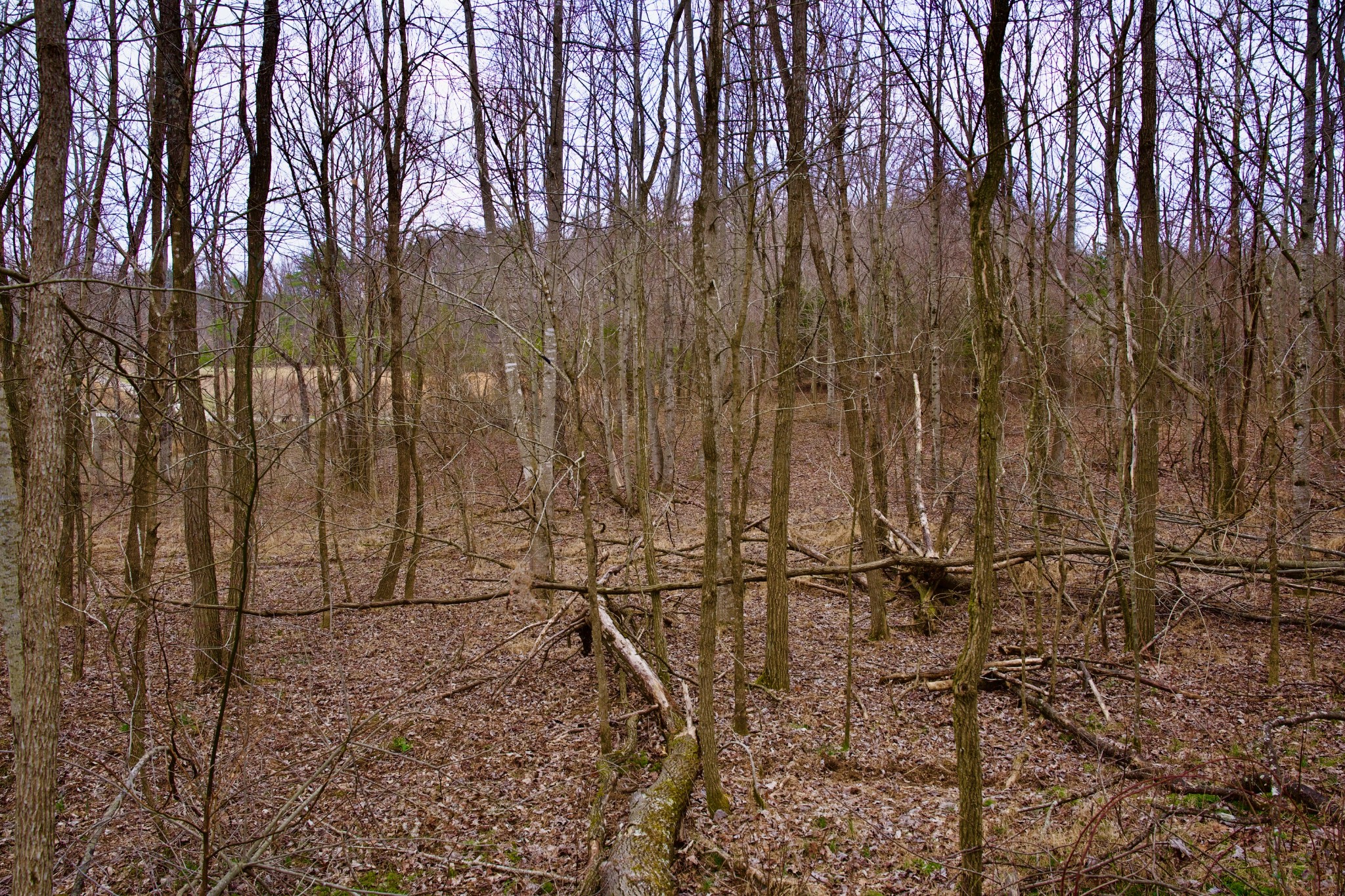 0 Madewell Road Spencer, TN 38585 - Photo 47 of 51 Gallery Image 47