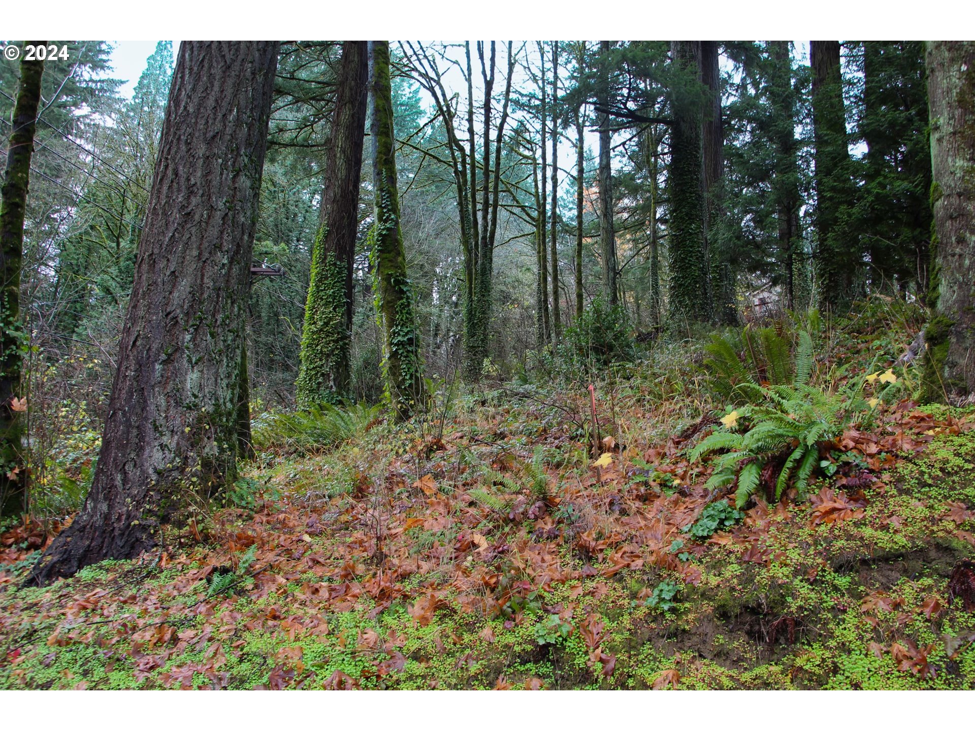 4615 West Burnside Road Portland, OR 97210 - Photo 1 of 6 a view of forest