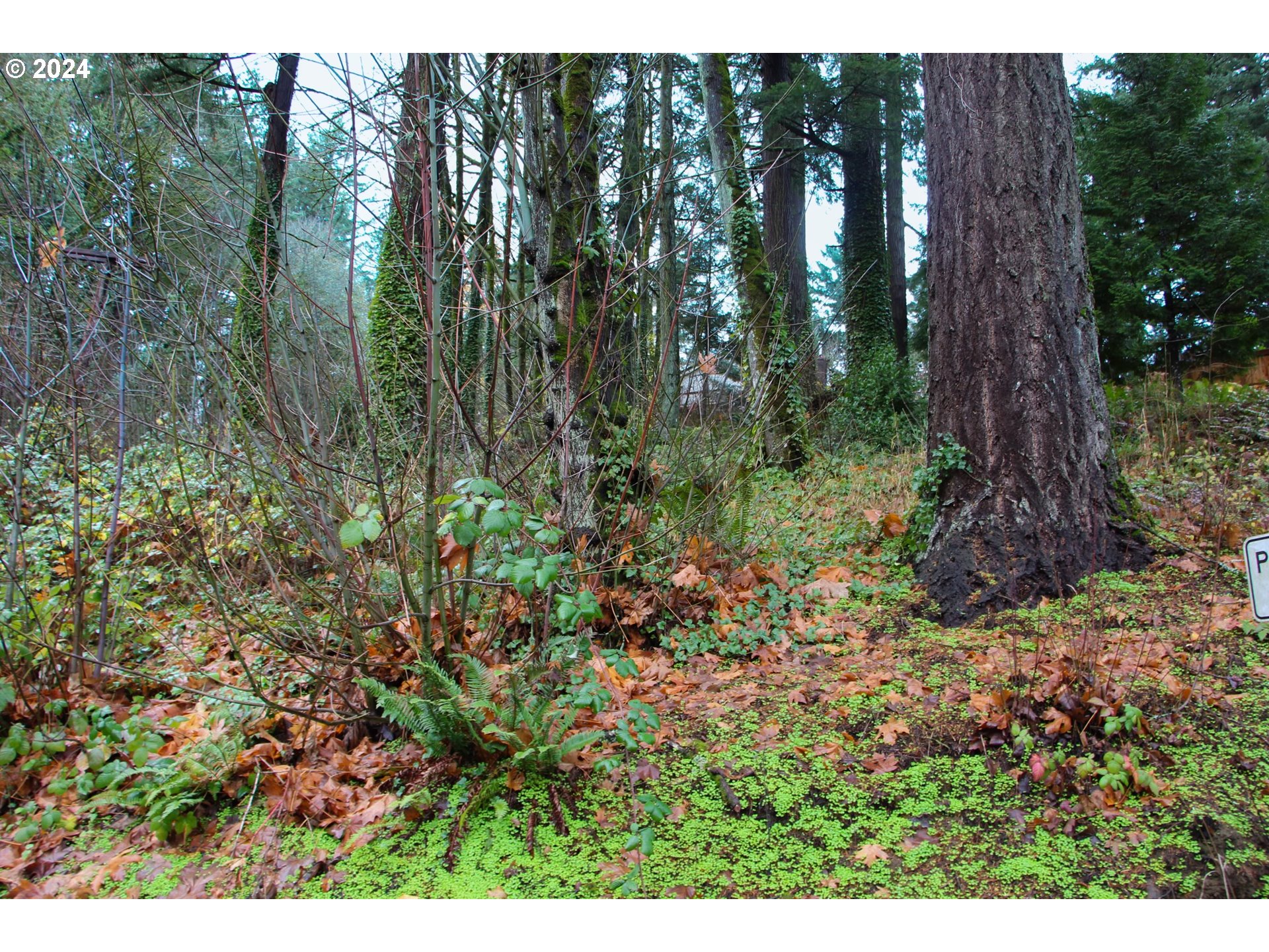 4615 West Burnside Road Portland, OR 97210 - Photo 4 of 6 a view of forest