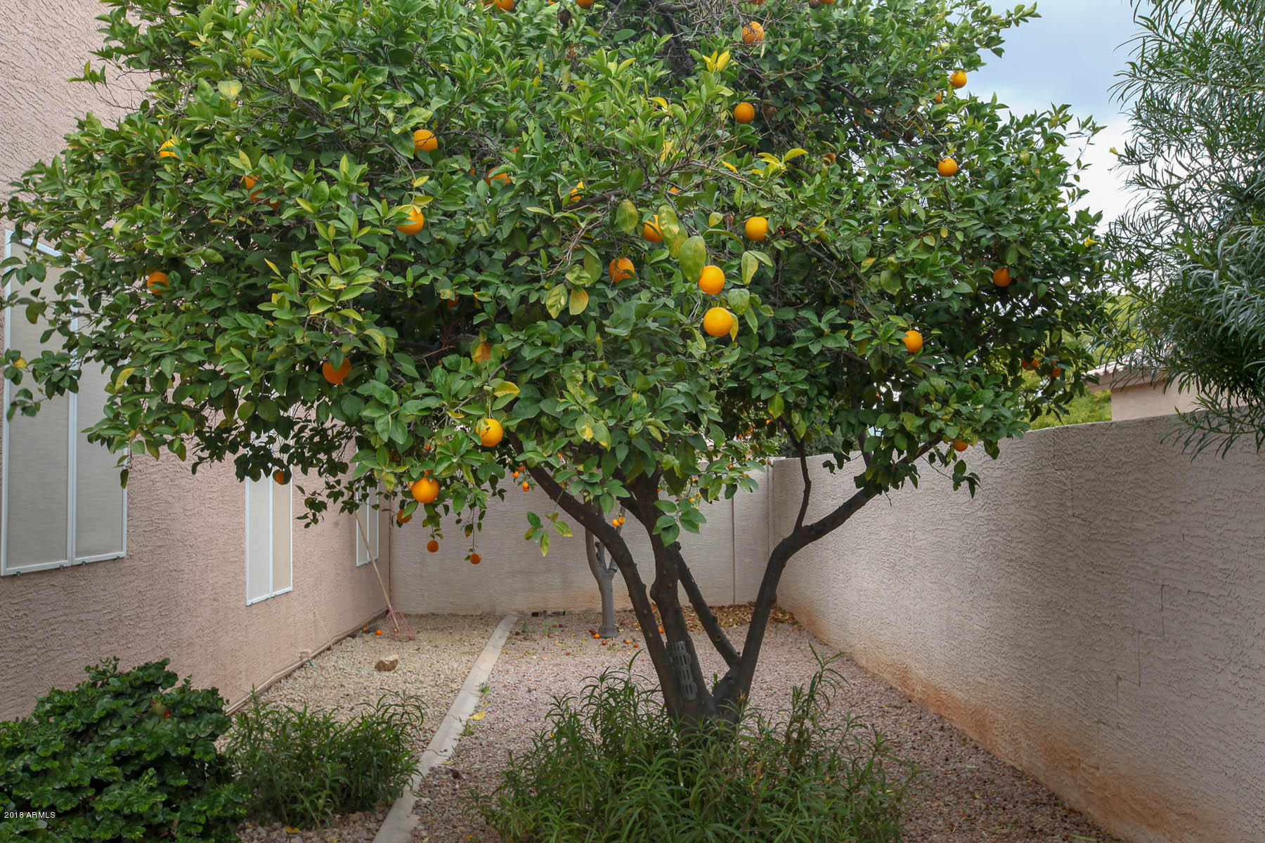 2281 Randall Road Gilbert, AZ 85296 - Photo 30 of 32 Citurs Trees