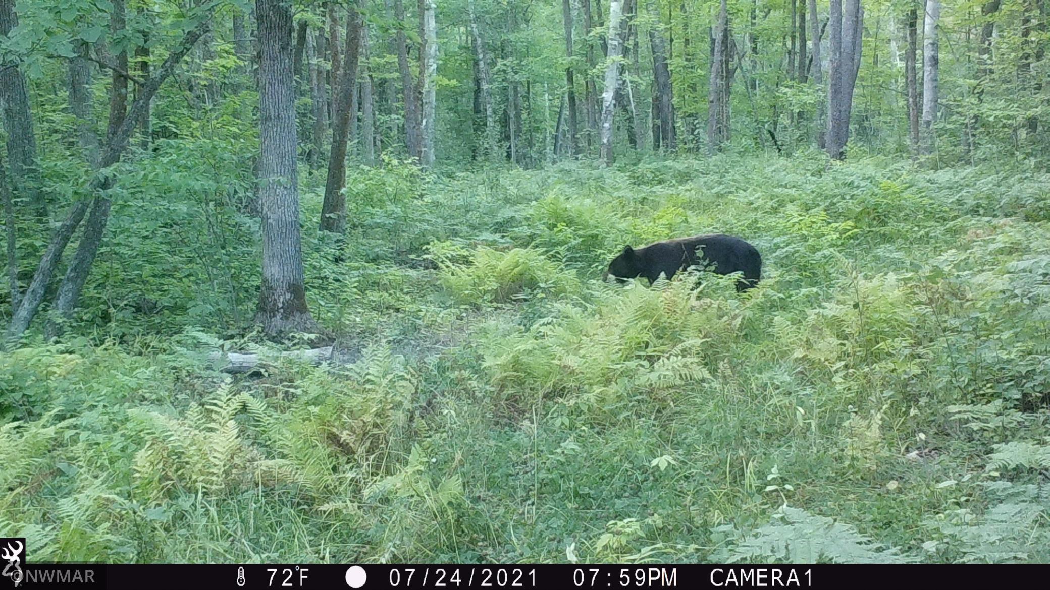 Tbd Tbd Black Lake Rd Port Tenstrike, MN 56683 - Photo 1 of 1 Gallery Image 1