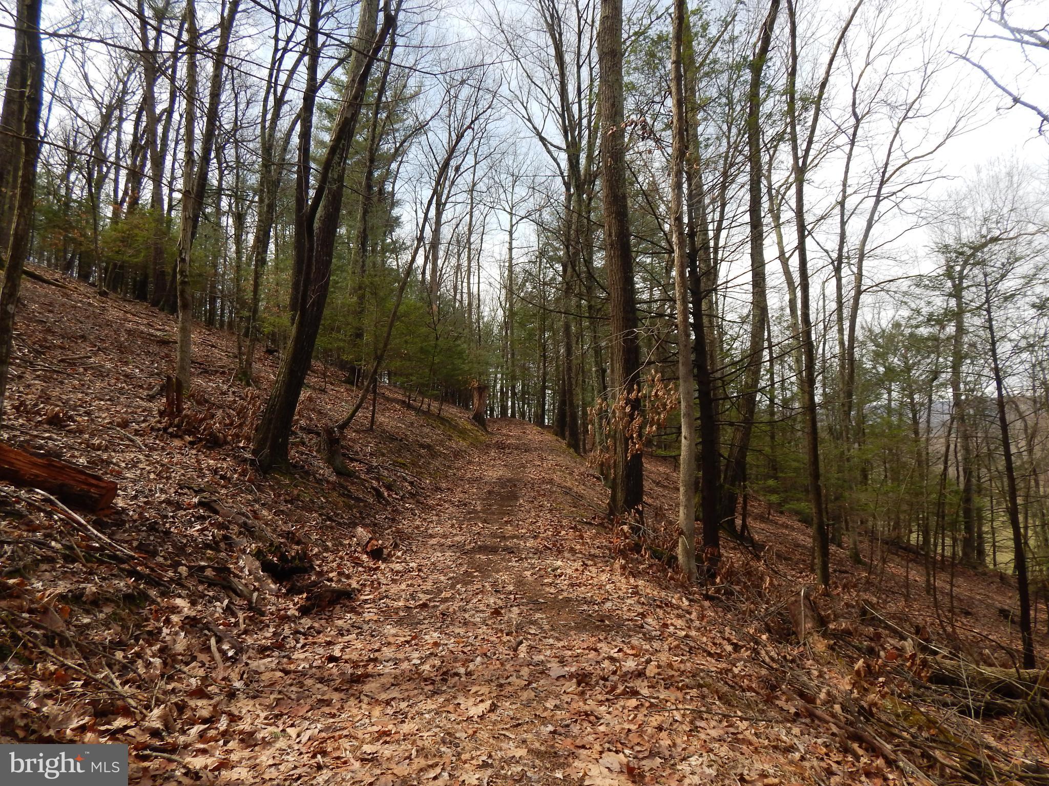 1 Shadow Valley Farm Berkeley Springs, WV 25411 - Photo 8 of 11 Road through the property