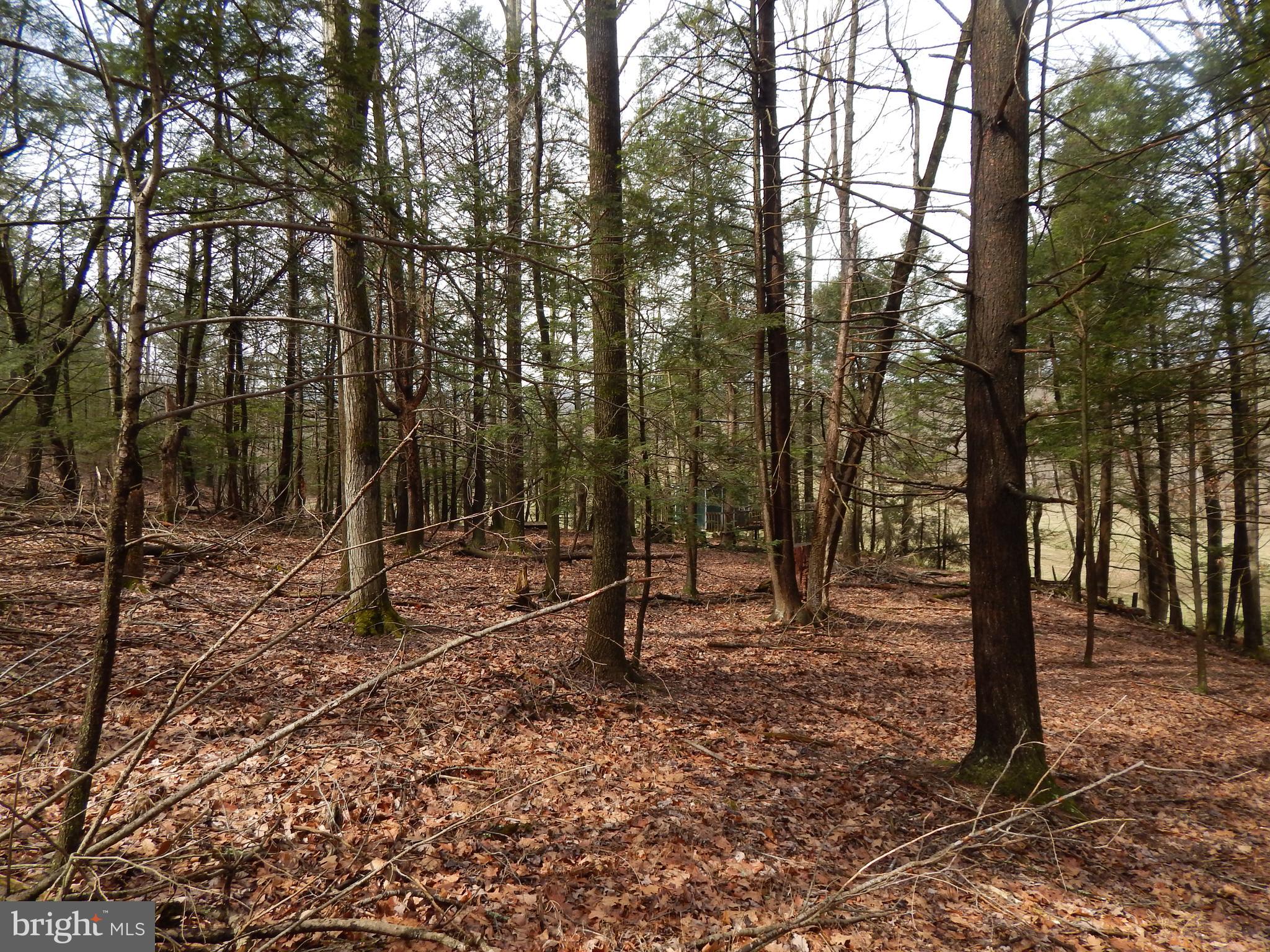 1 Shadow Valley Farm Berkeley Springs, WV 25411 - Photo 10 of 11 Upper, wooded section