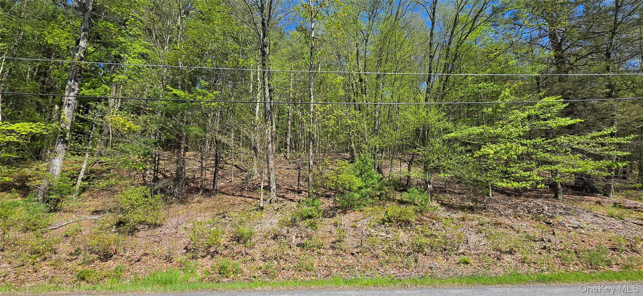 Hamilton Road Monticello, NY 12701 - Photo 2 of 11 a view of a yard