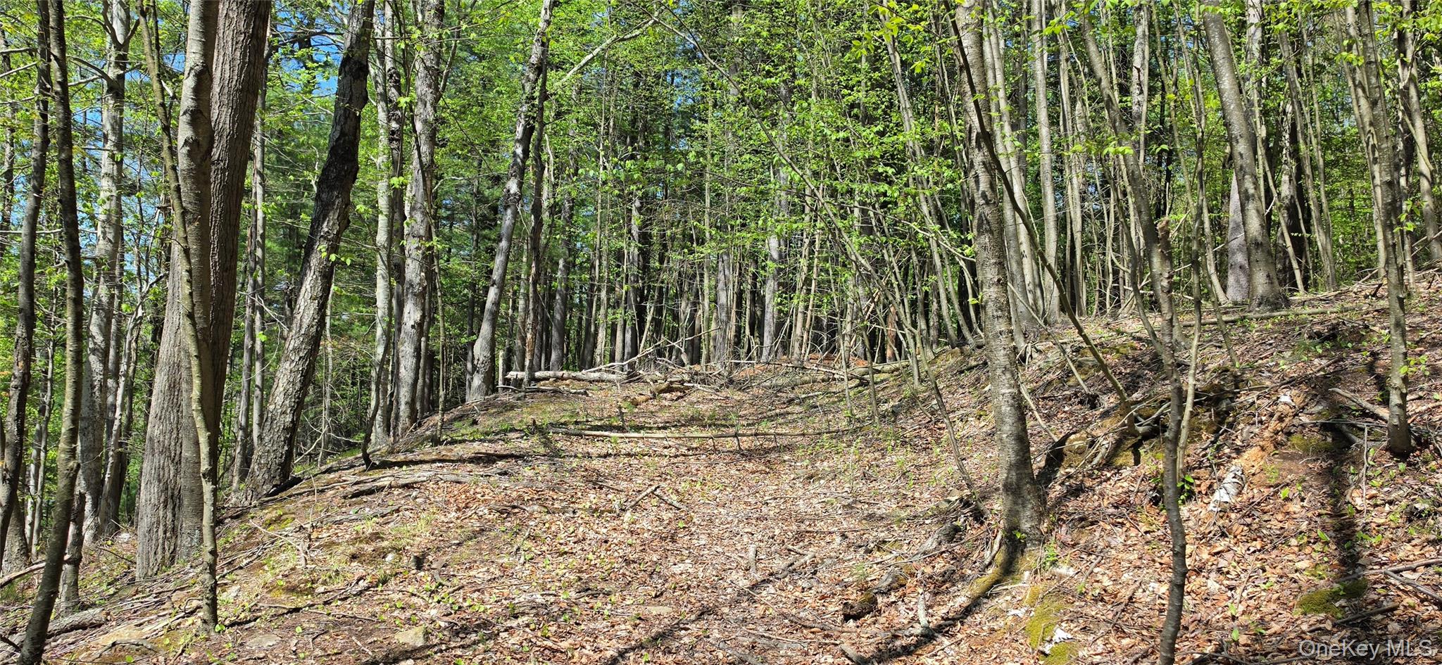 Hamilton Road Monticello, NY 12701 - Photo 6 of 11 a view of a backyard of the house