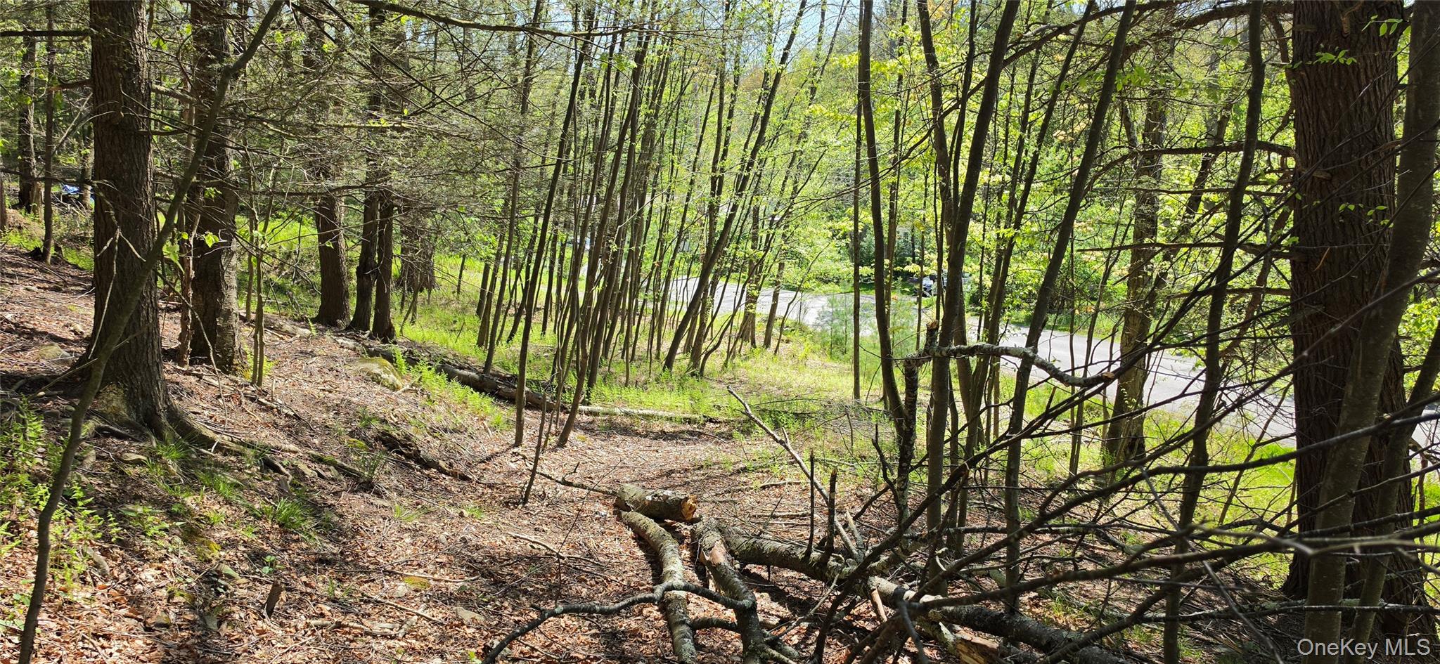 Hamilton Road Monticello, NY 12701 - Photo 7 of 11 a view of a yard with plants and large trees