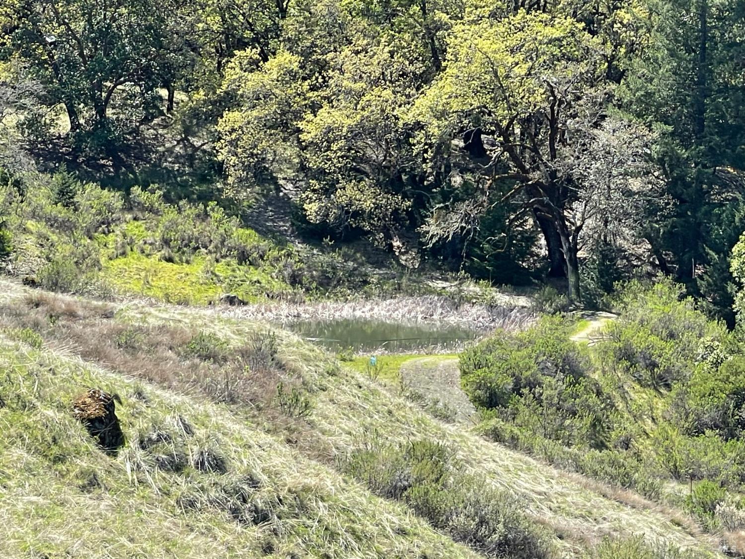 9655 Spyrock Road Laytonville, CA 95454 - Photo 12 of 14 a view of a yard with plants and large trees