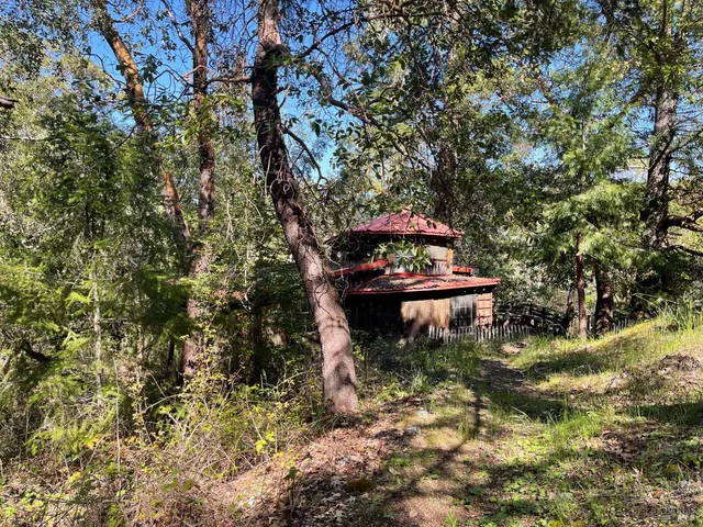 a view of a pathway of a tree