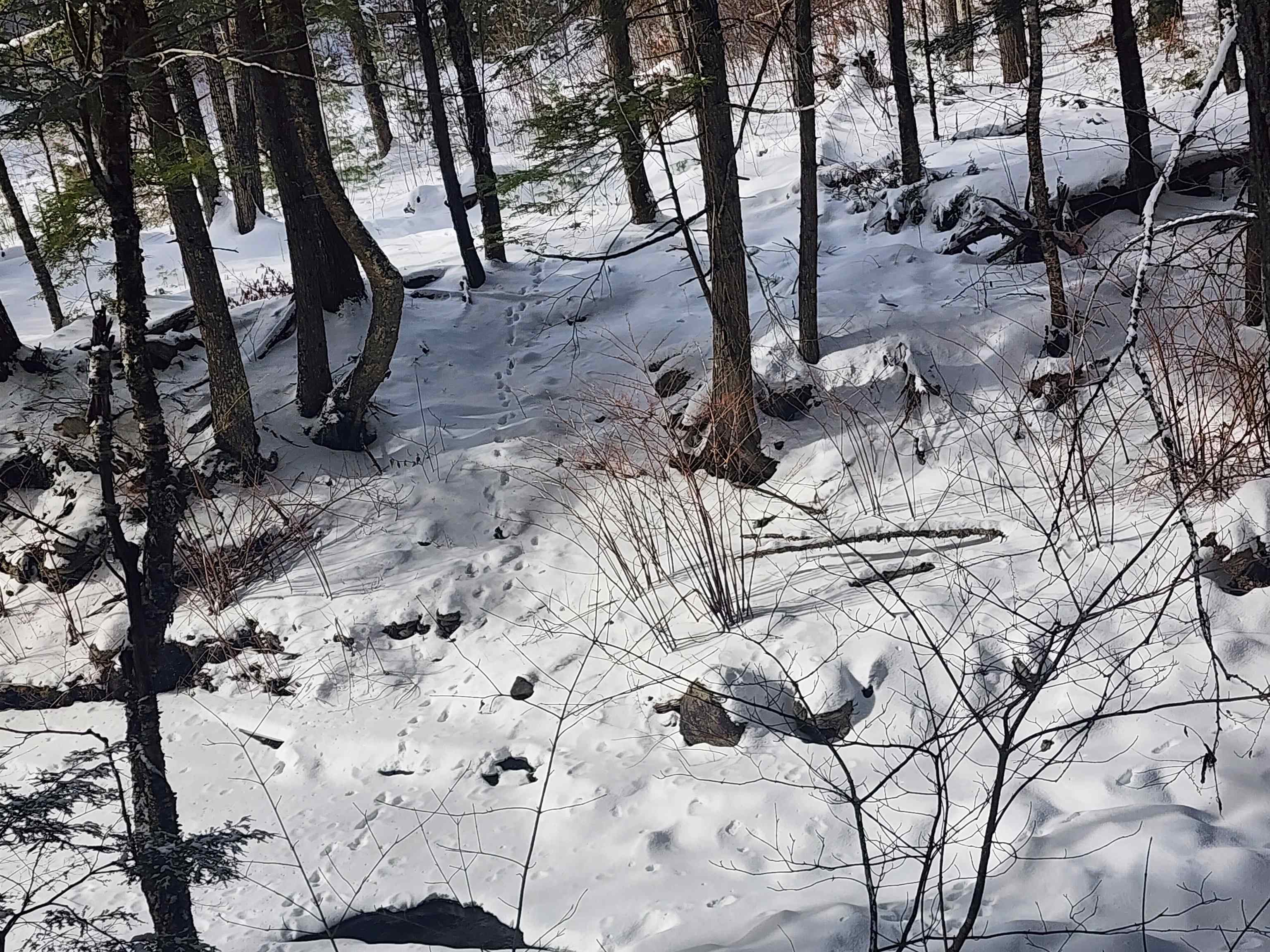Tbd Lilliesville Brook Road Stockbridge, VT 05772 - Photo 7 of 16 Gallery Image 7