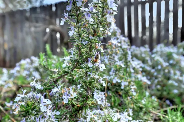 $625,000 | 12383 Rough And Ready Highway, Grass Valley, CA 95945