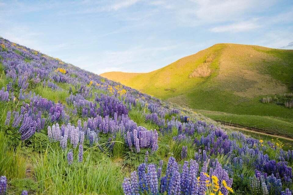 1830 Quigley Road Hailey, ID 83333 - Photo 3 of 3 Quigley Lupine