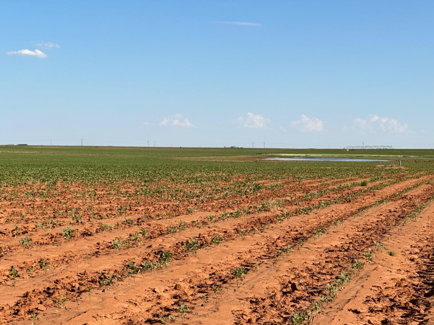 0 Dove Ropesville, TX 79358 - Photo 9 of 16 Photo 9