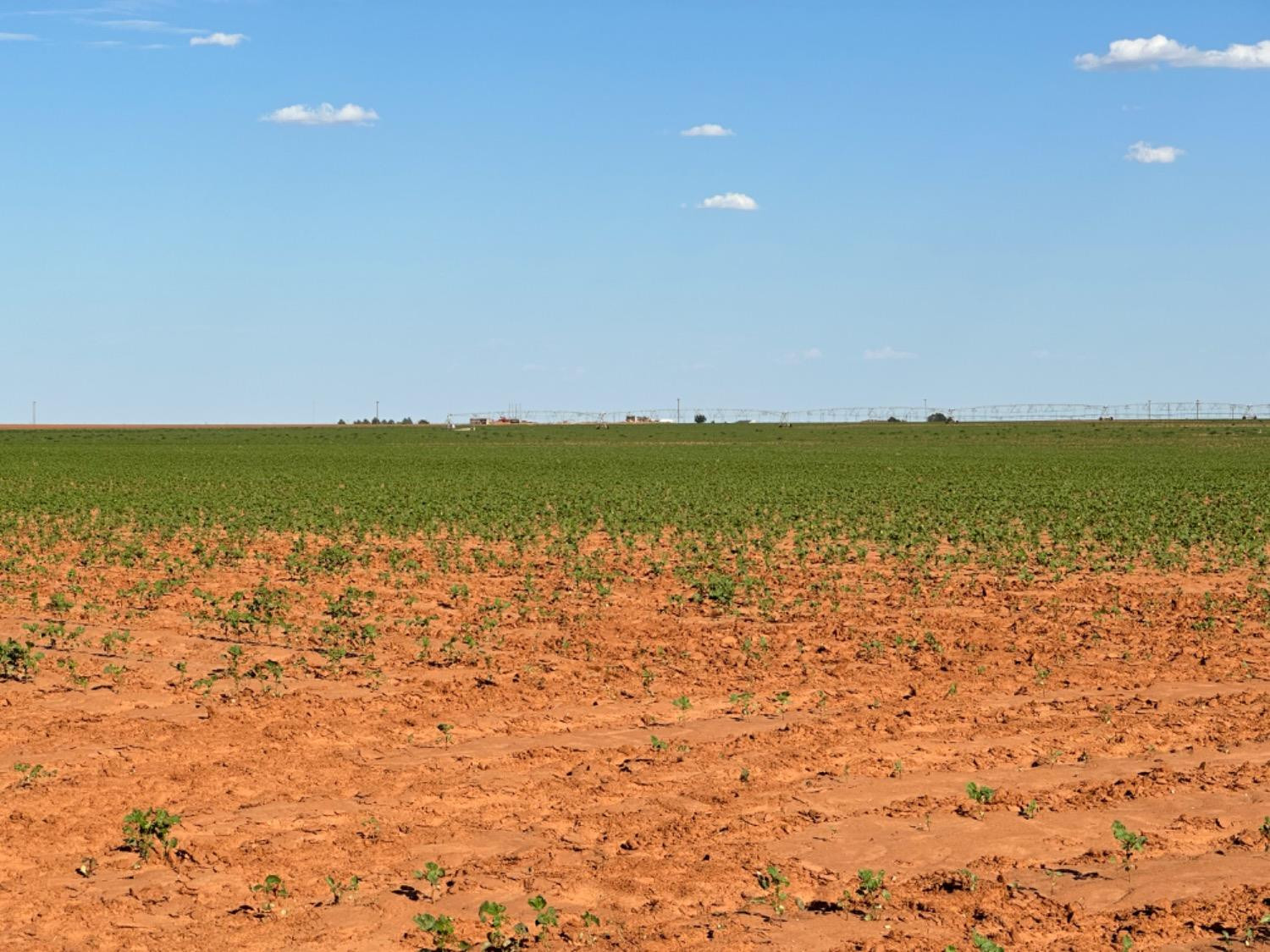 0 Dove Ropesville, TX 79358 - Photo 10 of 16 Photo 10
