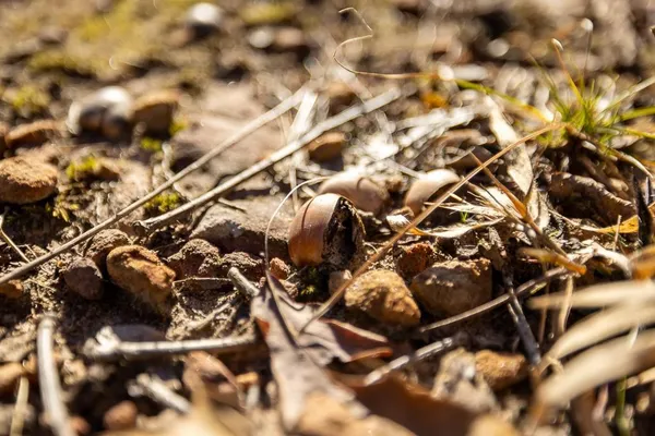 $935,000 | 0 Southeast J Highway, Collins, MO 64738