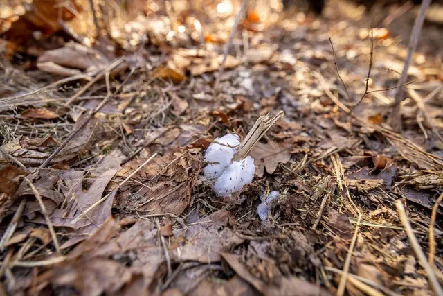 $985,000 | 0 Southeast J Highway, Collins, MO 64738