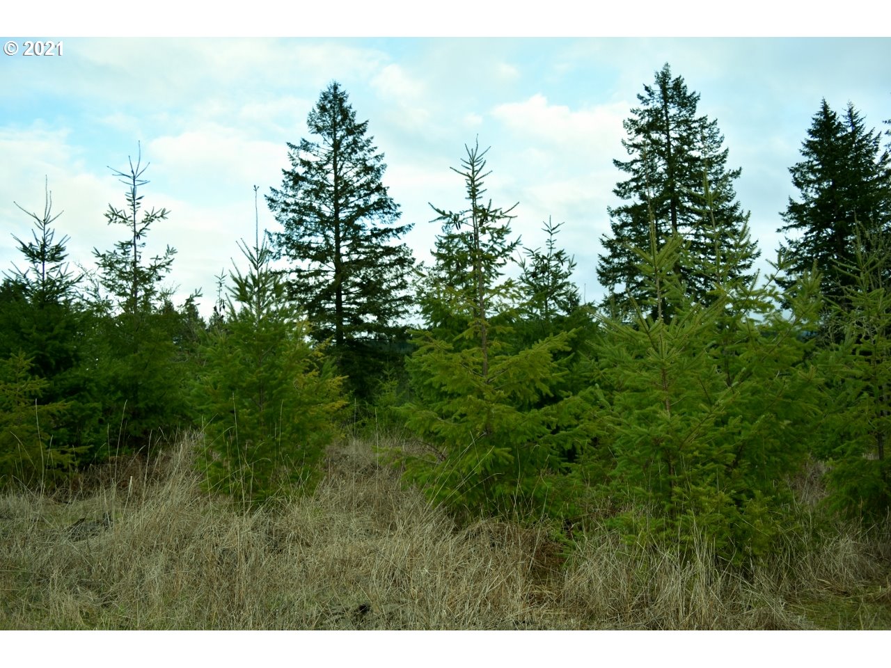 Mt Pleasant Road Lebanon, OR 97355 - Photo 2 of 25
