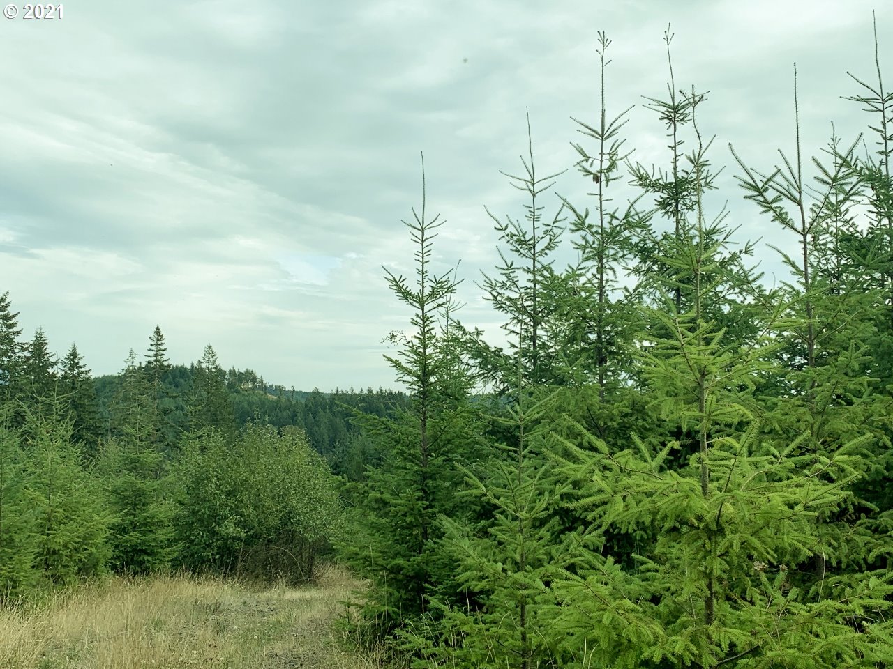 Mt Pleasant Road Lebanon, OR 97355 - Photo 19 of 25