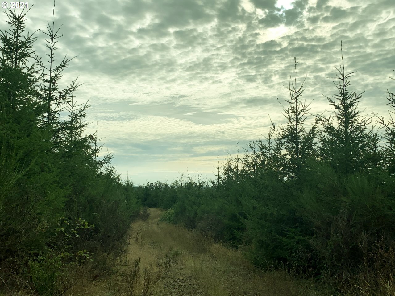 Mt Pleasant Road Lebanon, OR 97355 - Photo 21 of 25