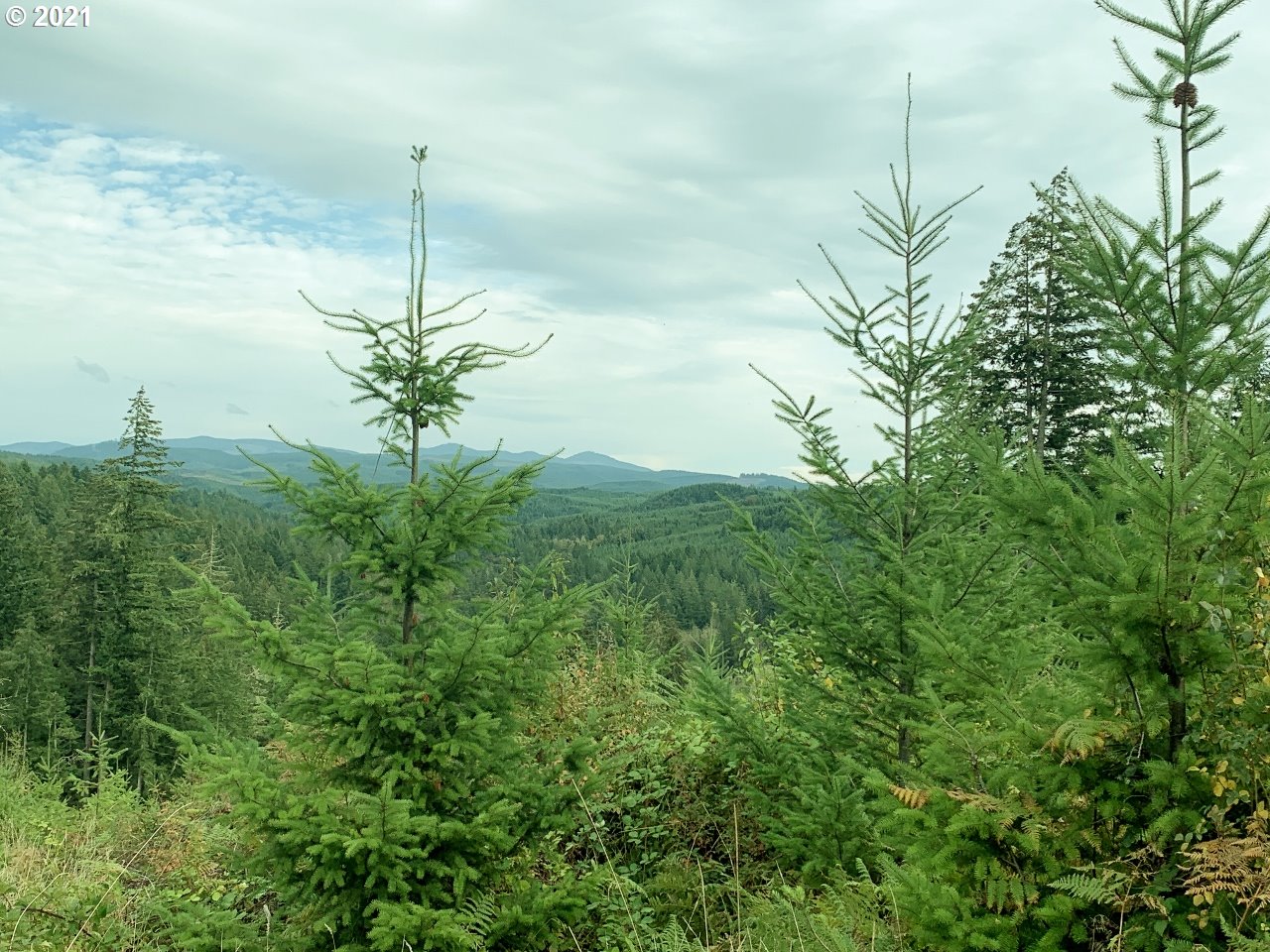 Mt Pleasant Road Lebanon, OR 97355 - Photo 22 of 25