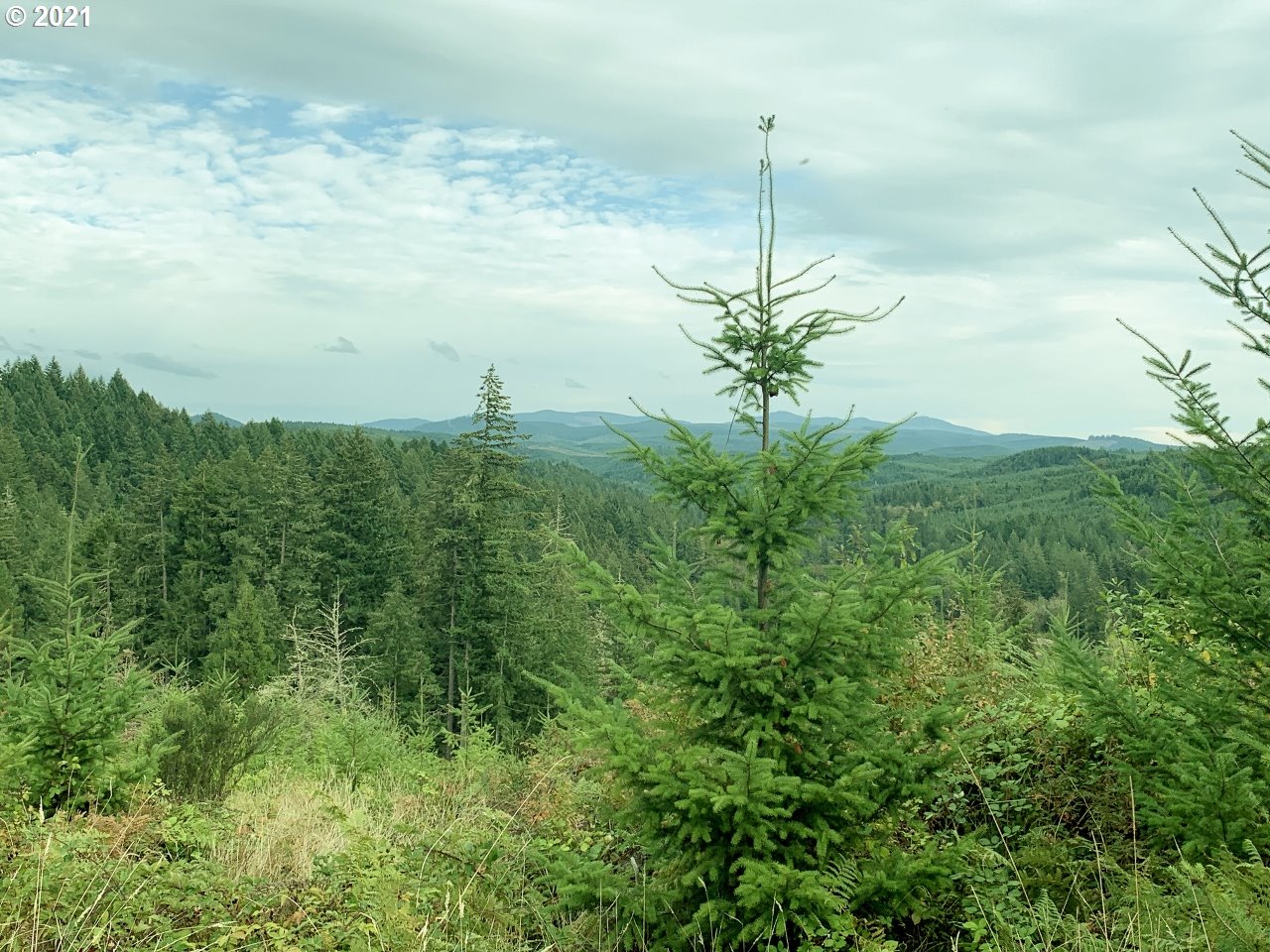 Mt Pleasant Road Lebanon, OR 97355 - Photo 24 of 25