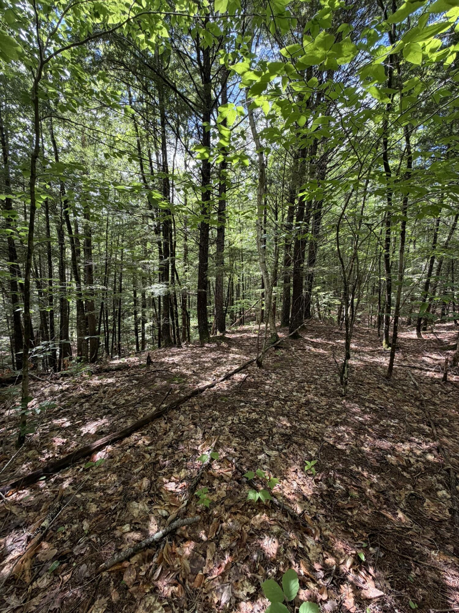 Lot 44 Rolfe Road Harrison, ME 04040 - Photo 11 of 21 IMG_1106