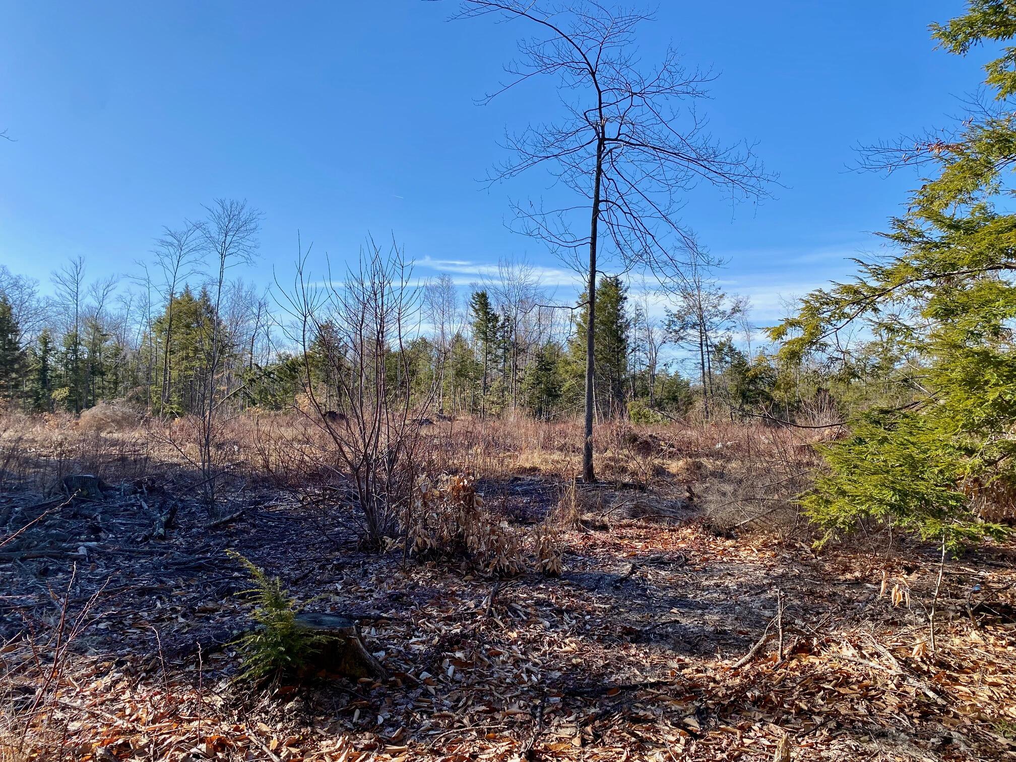 Lot 1 Great Falls Road Gorham, ME 04038 - Photo 3 of 4 IMG_1151