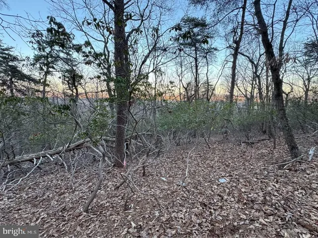 a view of a forest filled with trees
