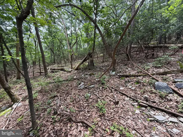 a view of a forest filled with trees