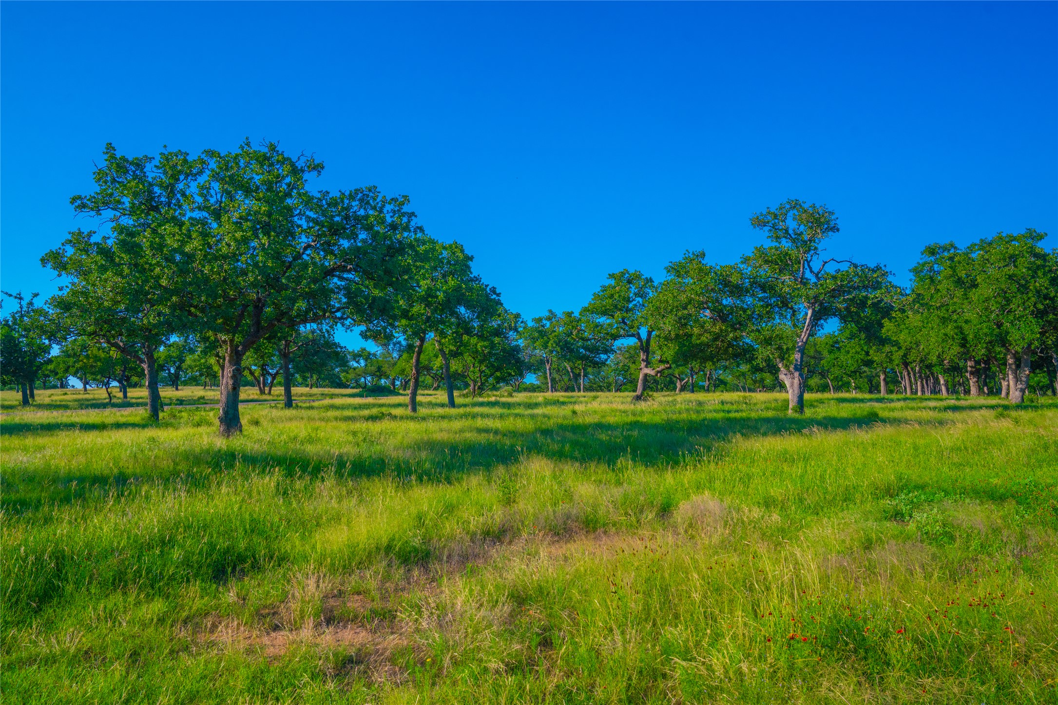 0 Creekside Ranch Johnson City, TX 78636 - Photo 10 of 14 A tranquil meadow dotted with mature trees, offering a serene, park-like setting.