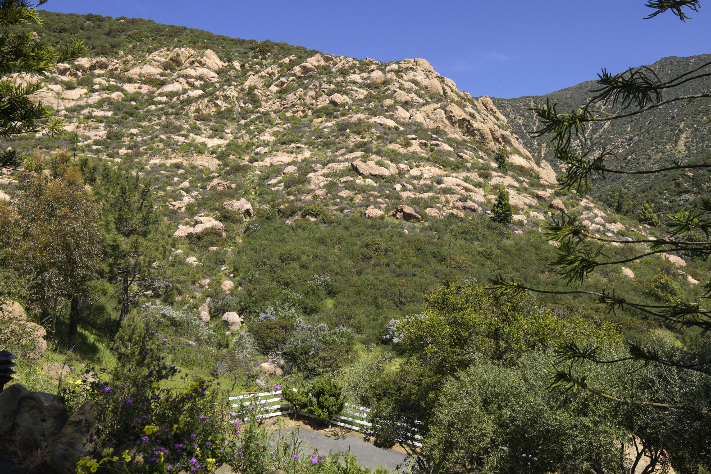 909 Park Lane Montecito, CA 93108 - Photo 38 of 39 a view of a large tree