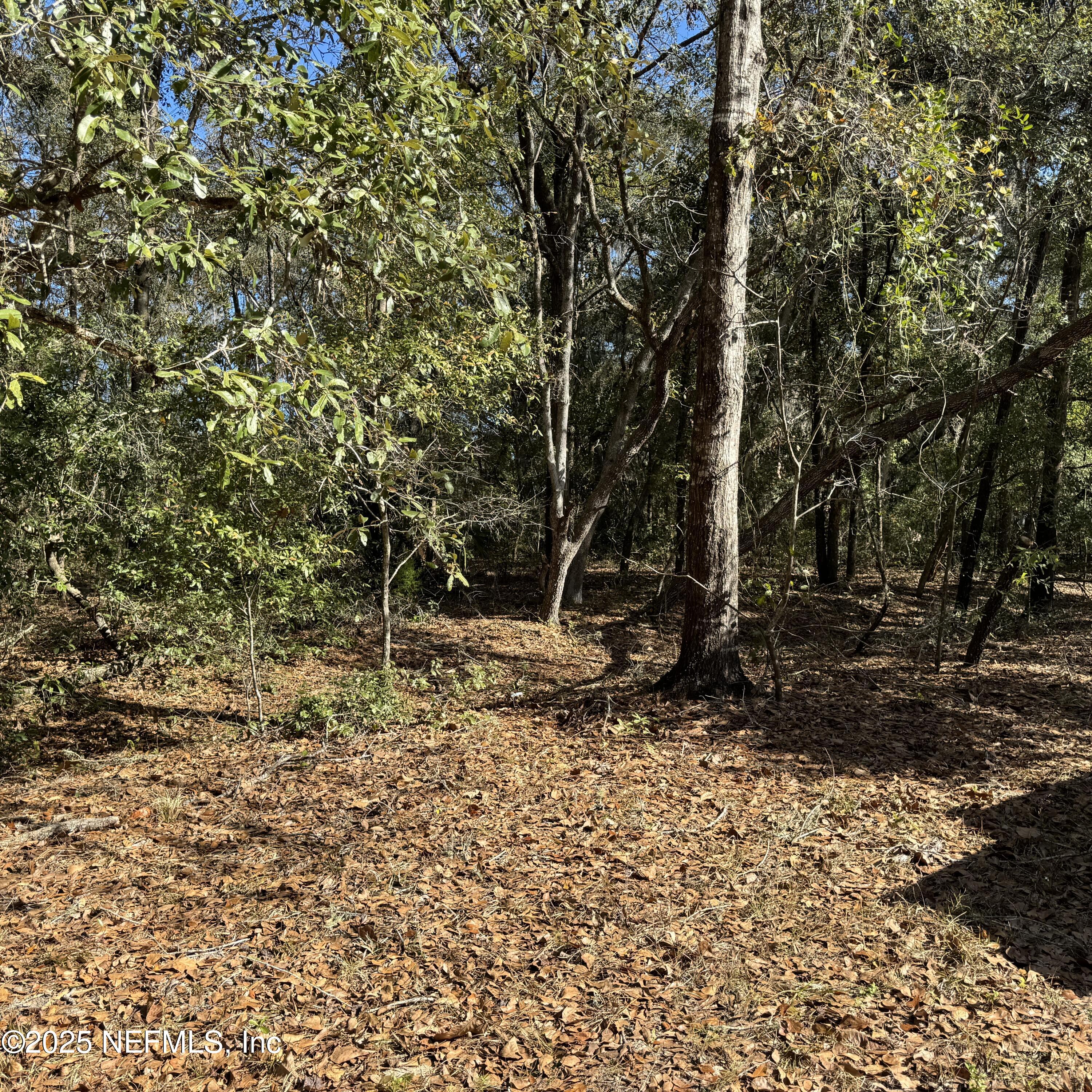 0 Chestnut Road Hawthorne, FL 32640 - Photo 3 of 3 0 Chestnut Rd, Hawthorne, Florida