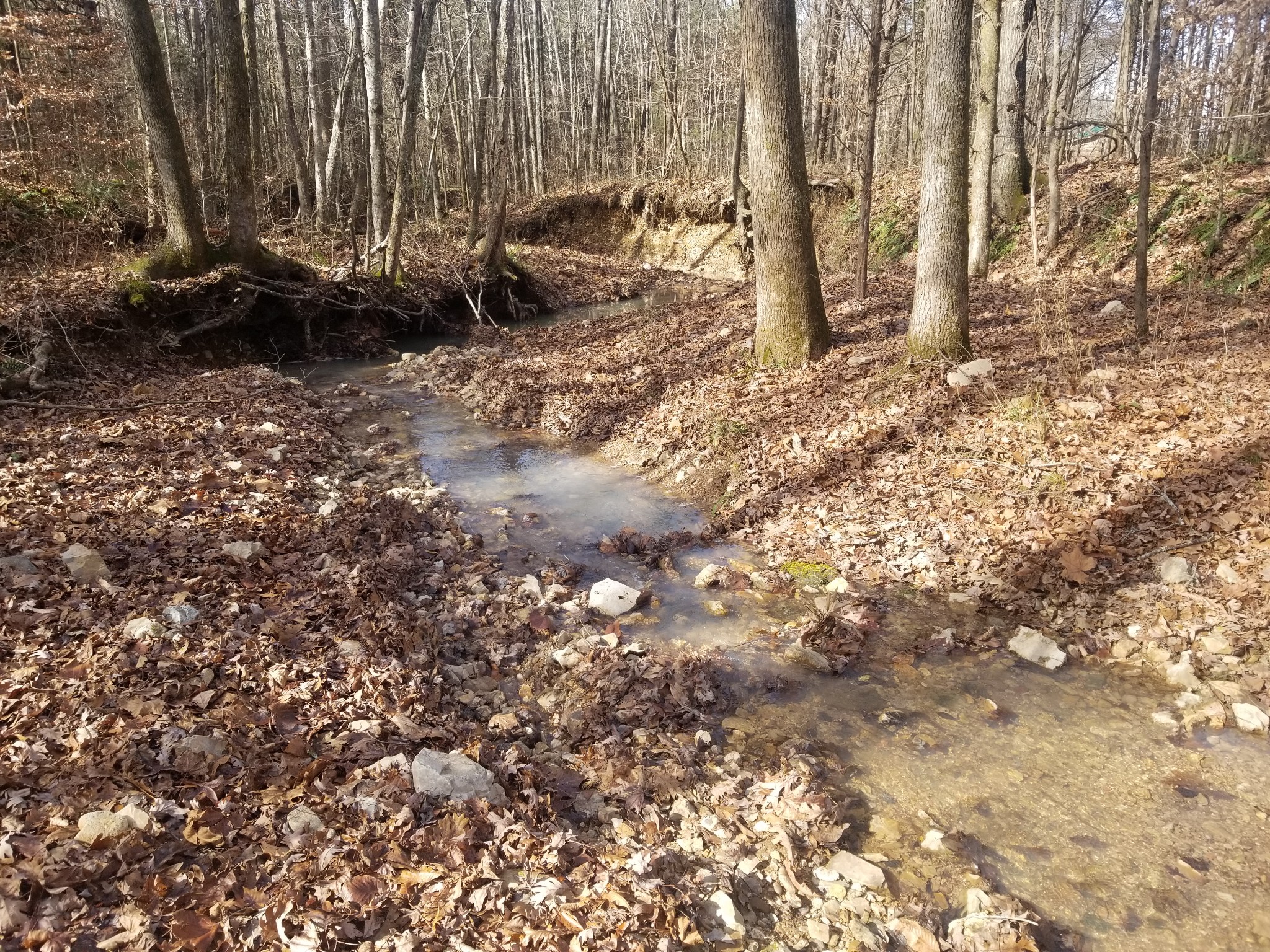 0 R W Moore Highway Only, TN 37140 - Photo 2 of 5 Gallery Image 2