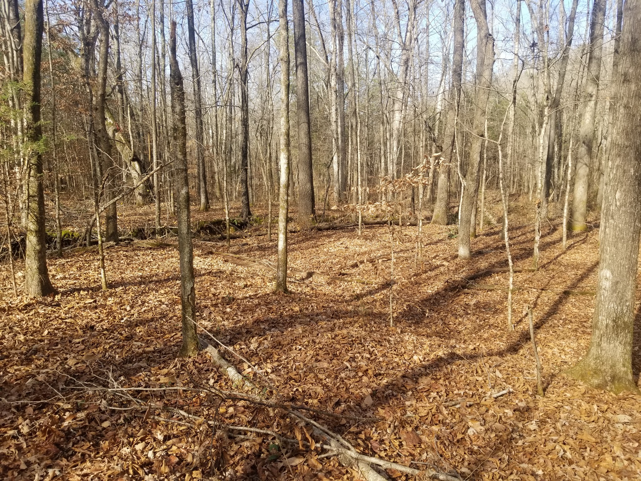 0 R W Moore Highway Only, TN 37140 - Photo 4 of 5 Gallery Image 4