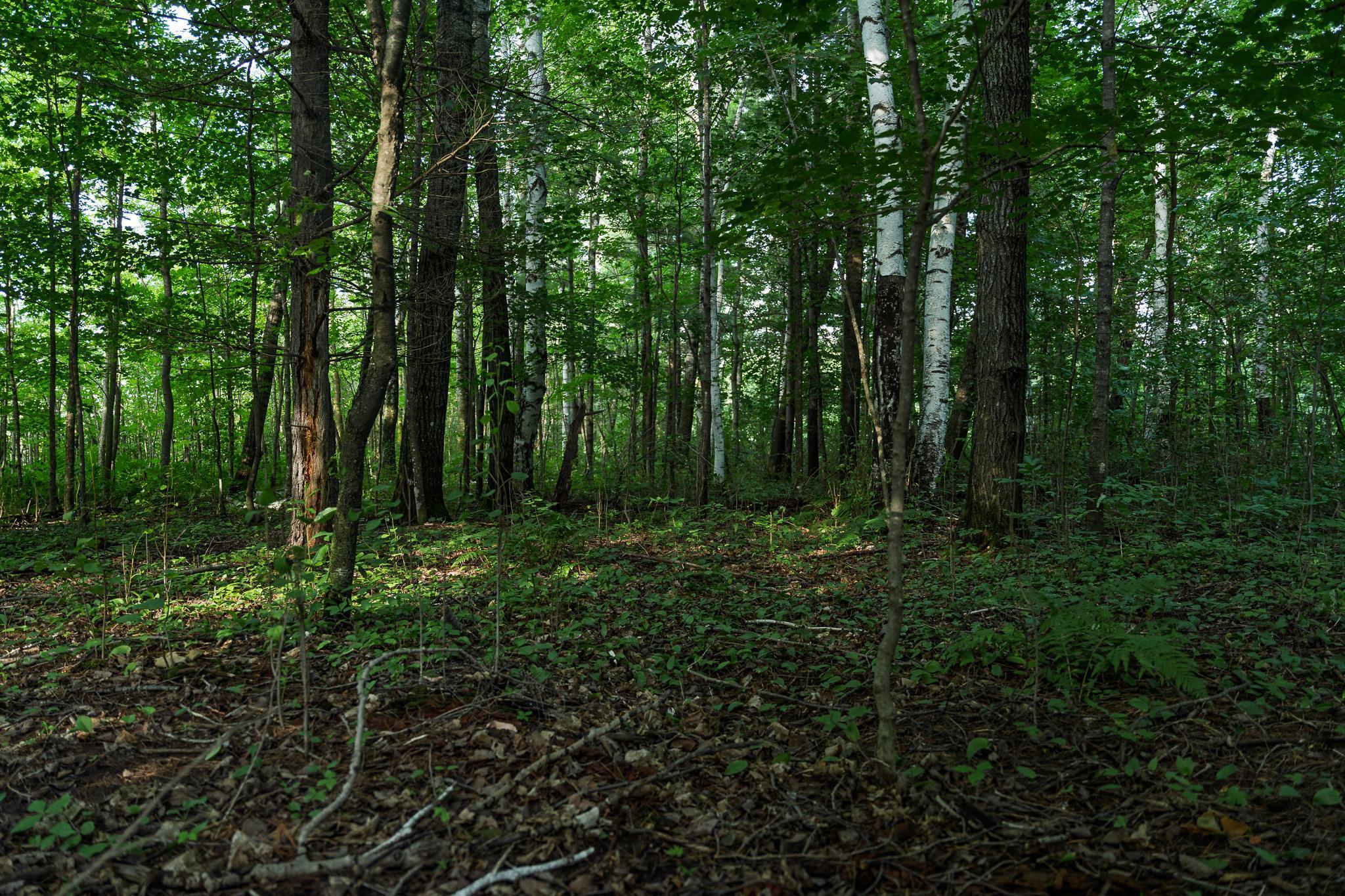 18467 Vineland Road Onamia, MN 56359 - Photo 9 of 52