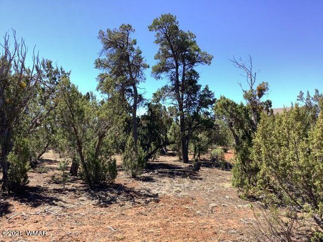 2976 Lodgepole Road Overgaard, AZ 85933 - Photo 4 of 5 a view of a tree in a yard