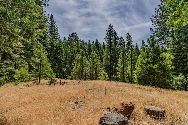 a view of a yard with a tree
