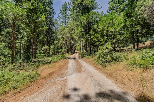 a view of a road with plants and trees