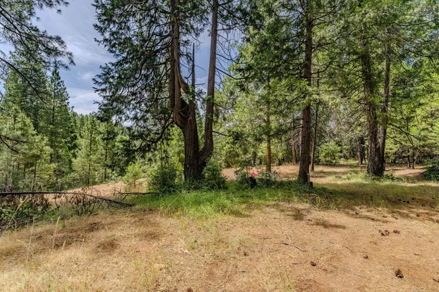a view of a dry yard with trees in the background
