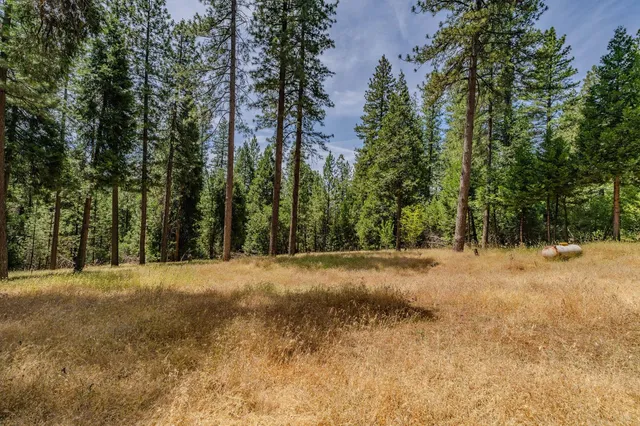 a view of large trees with a yard