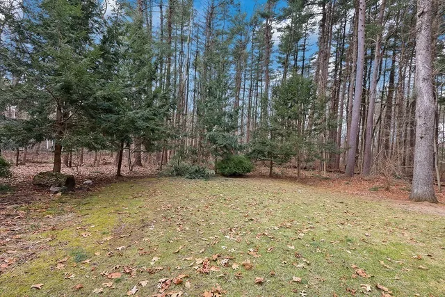 a view of a yard with plants and trees