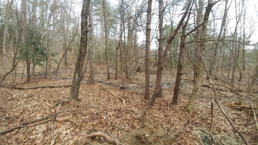 20 Wildmeadow Road Boxford, MA 01921 - Photo 8 of 40 a view of a yard with trees