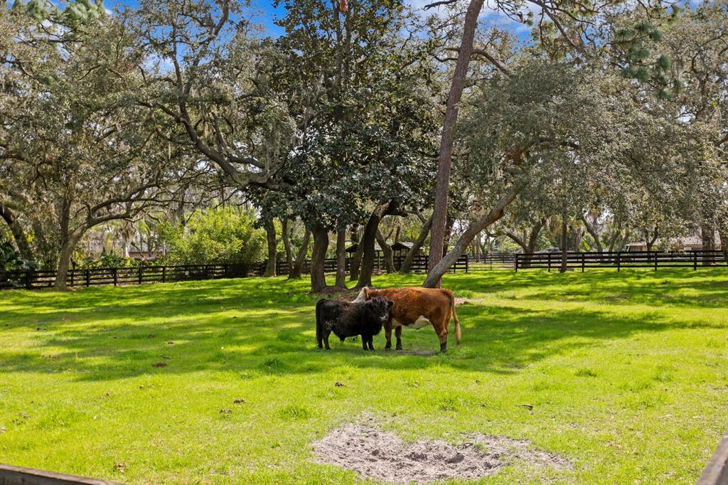 10101 Tarpon Springs Road Odessa, FL 33556 - Photo 27 of 53 a backyard of a house with lots of green space