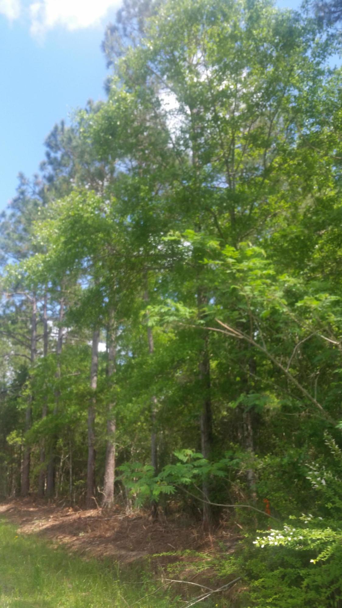 59-acres Punch Bowl Road DeFuniak Springs, FL 32433 - Photo 11 of 19 20210427_140801