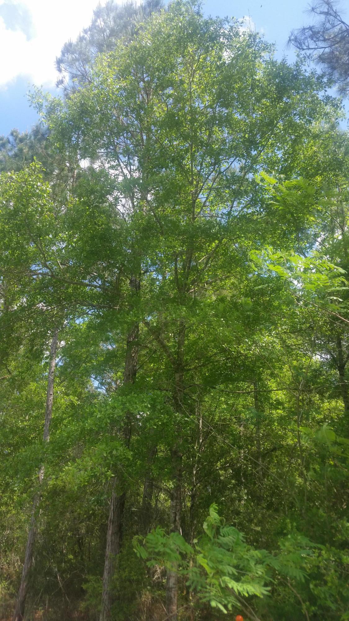 59-acres Punch Bowl Road DeFuniak Springs, FL 32433 - Photo 12 of 19 20210427_140807